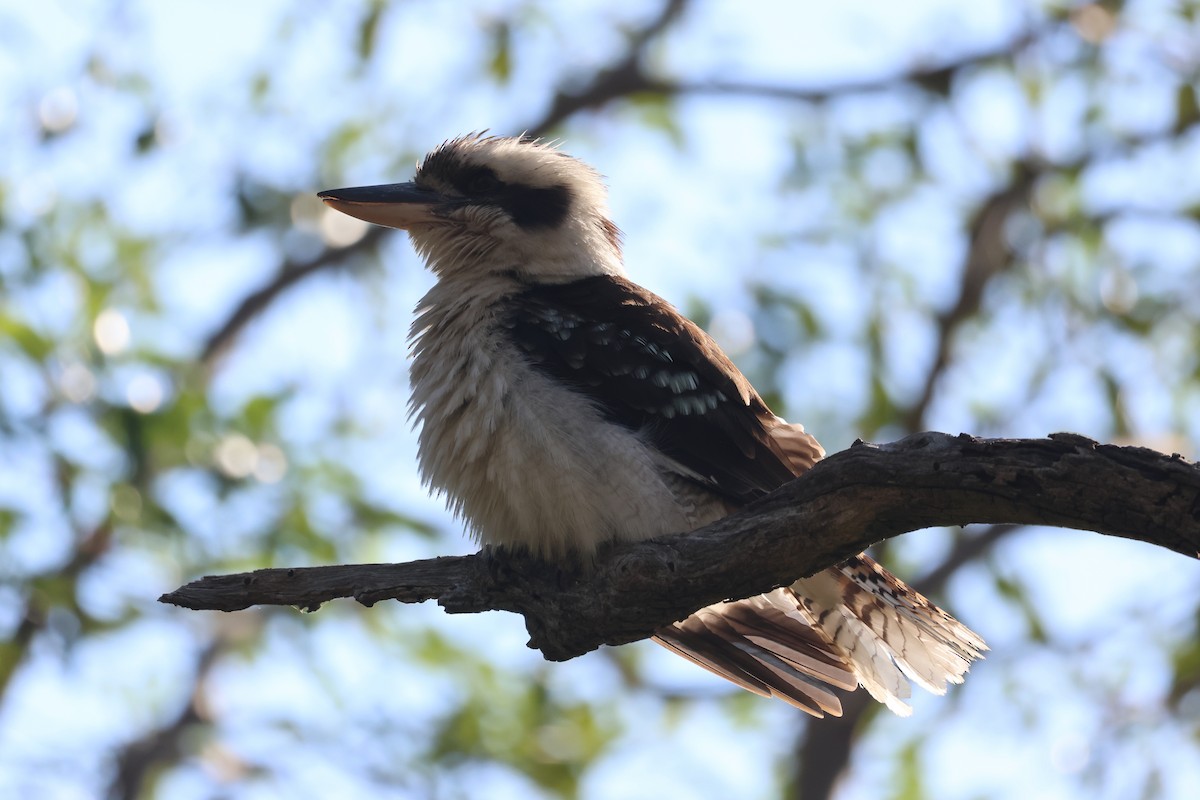 Laughing Kookaburra - ML646808545