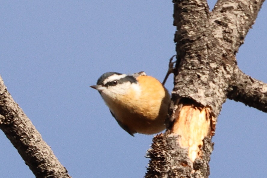 Red-breasted Nuthatch - ML646808546