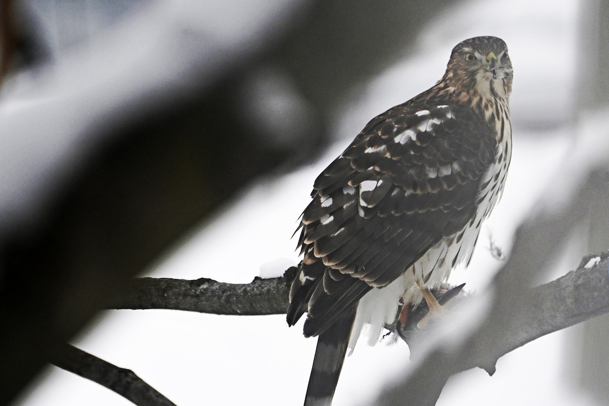 Cooper's Hawk - ML646808547