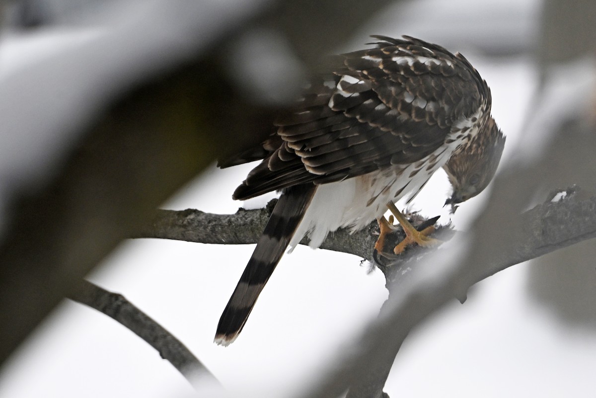 Cooper's Hawk - ML646808548