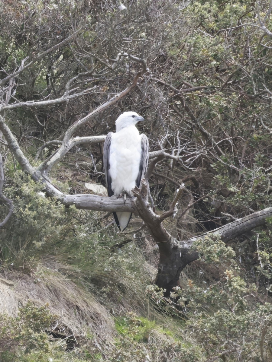 Pygargue blagre - ML646808549