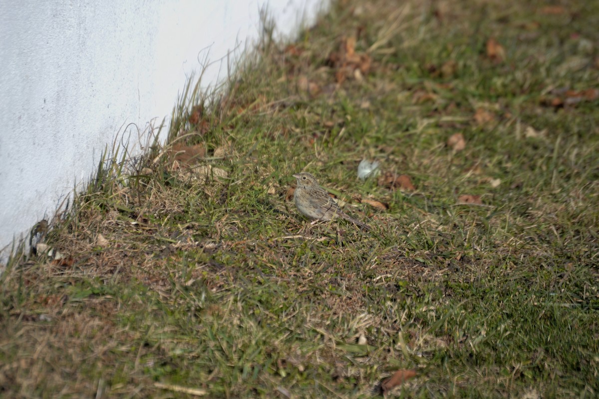 Cassin's Sparrow - ML646808550