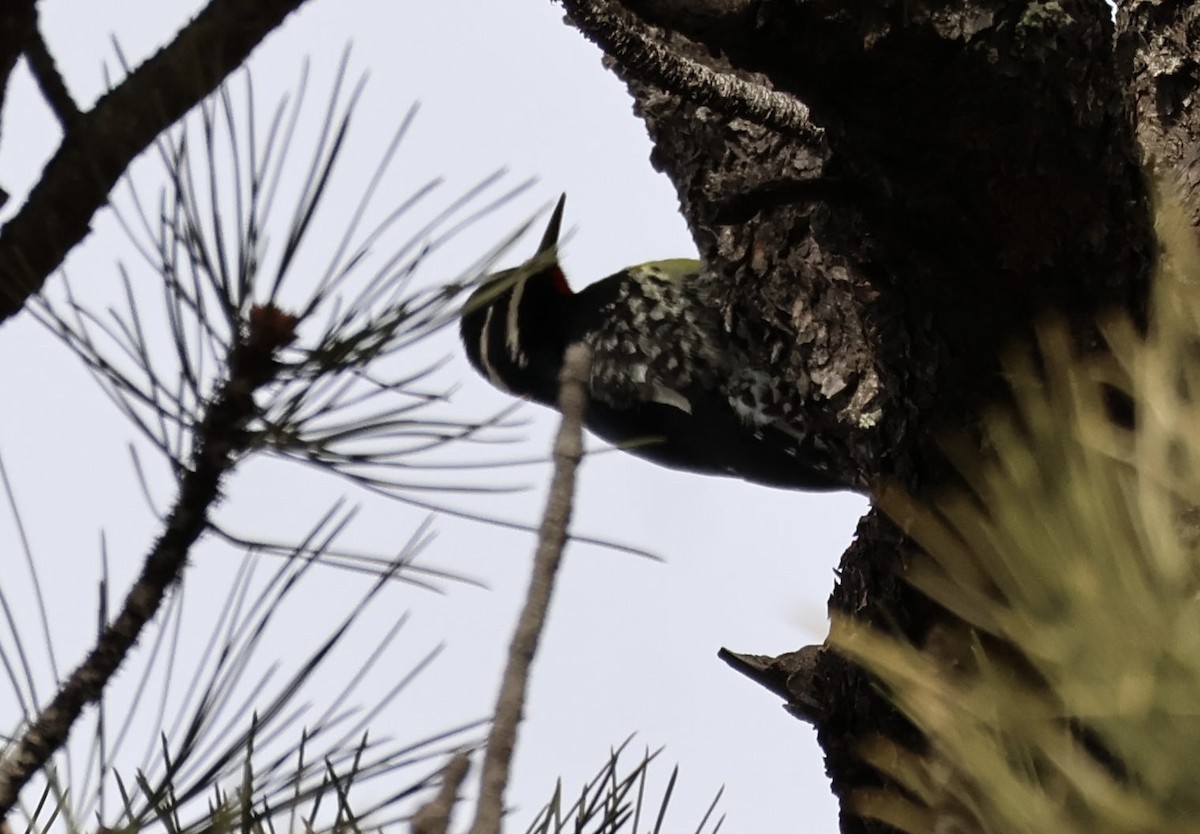 Chupasavia Oscuro - ML646808551