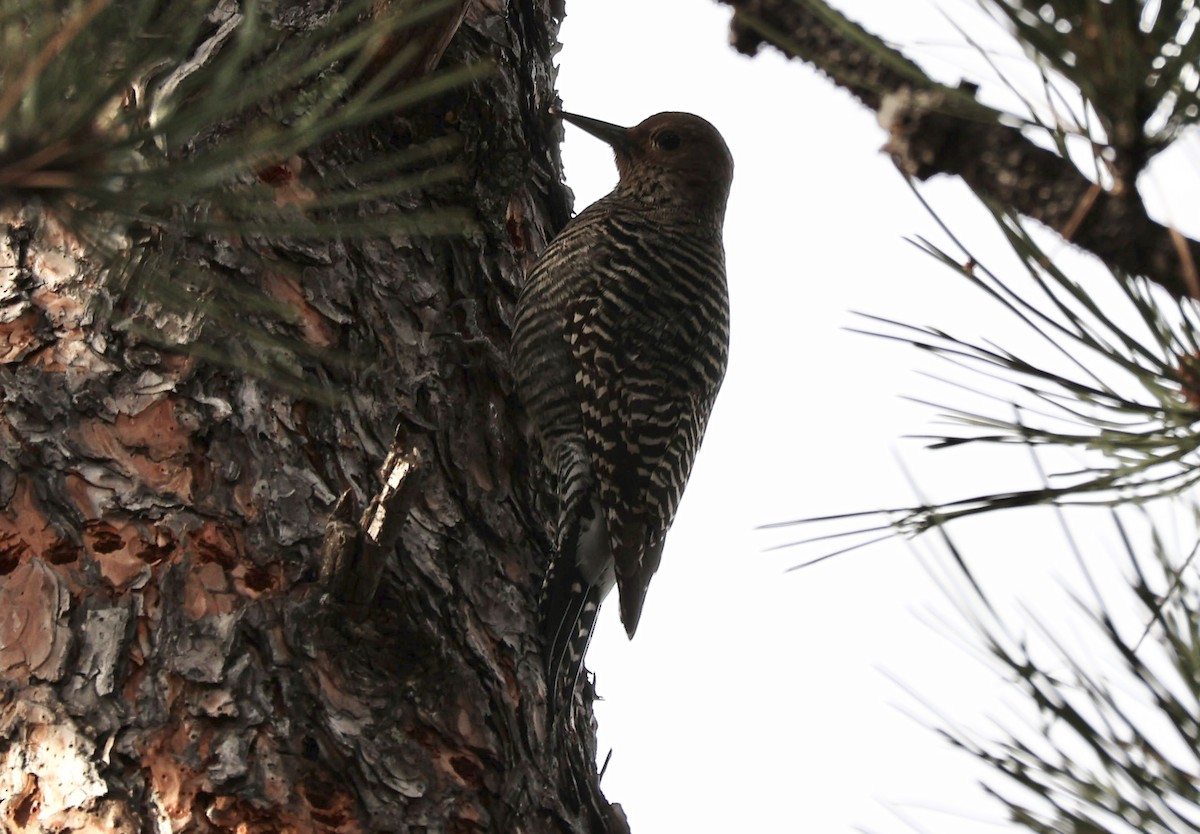 Chupasavia Oscuro - ML646808552
