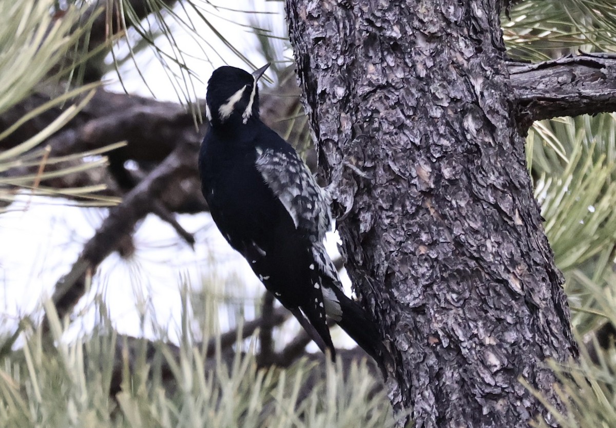 Chupasavia Oscuro - ML646808553