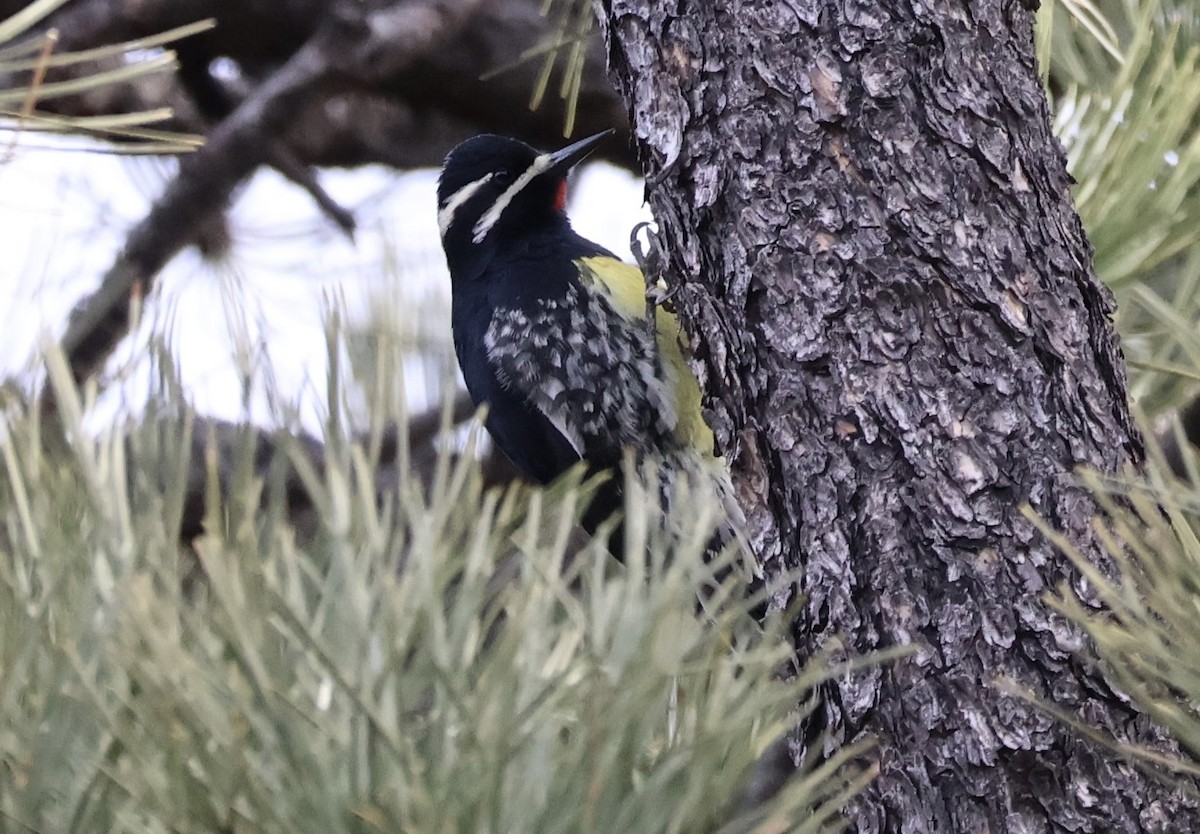 Chupasavia Oscuro - ML646808554