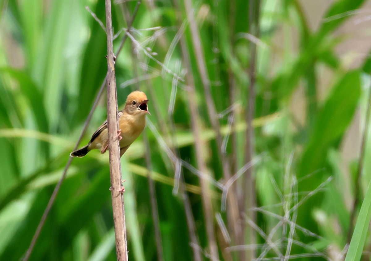 Golden-headed Cisticola - ML646808558
