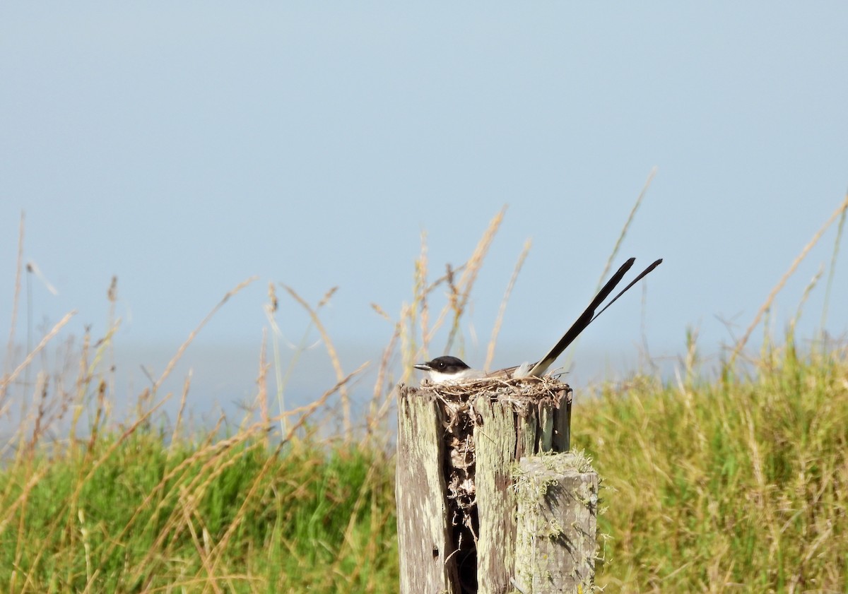 Tijereta Sabanera - ML646808559