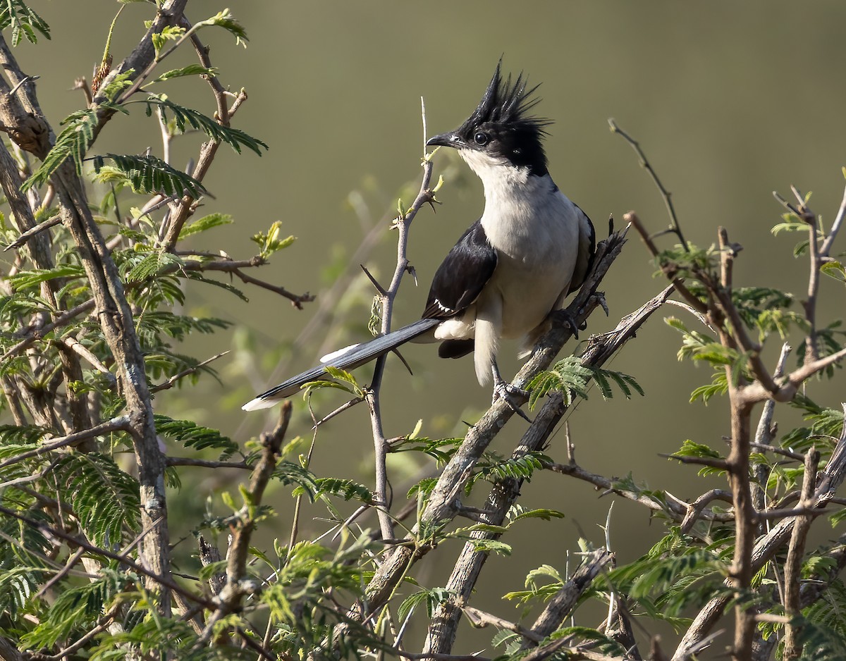 Pied Cuckoo - ML646808565