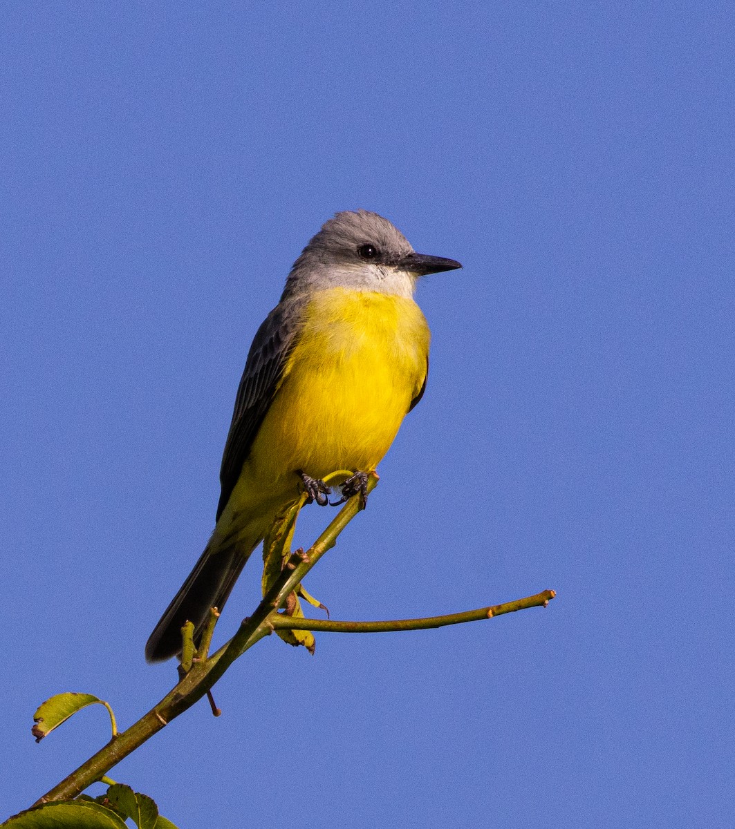 Tropical Kingbird - ML646808567
