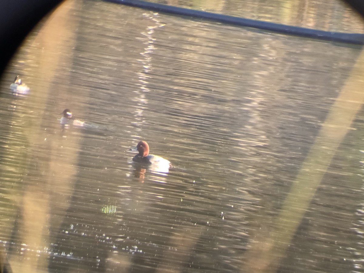 Американский нырок - ML646808568