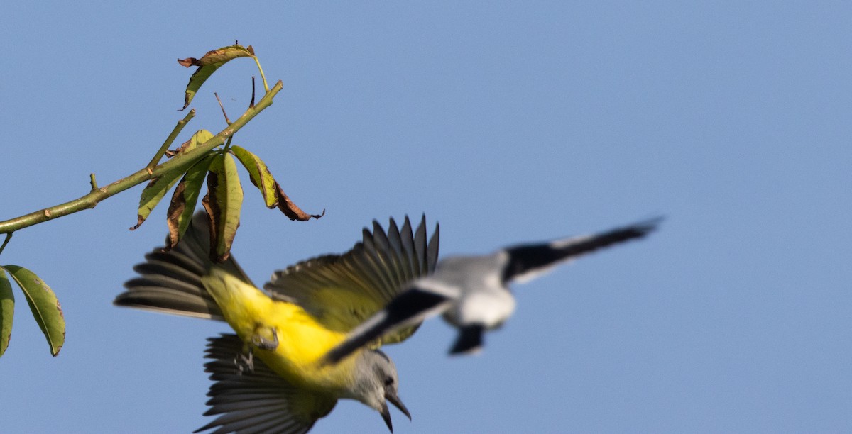 Tropical Kingbird - ML646808569