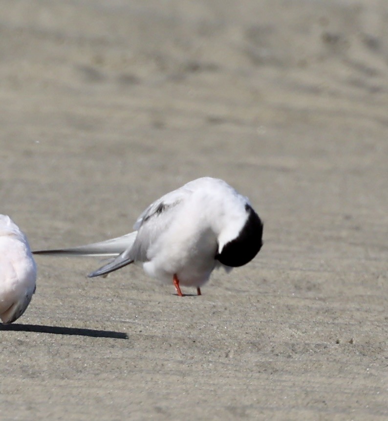 キョクアジサシ - ML646808574