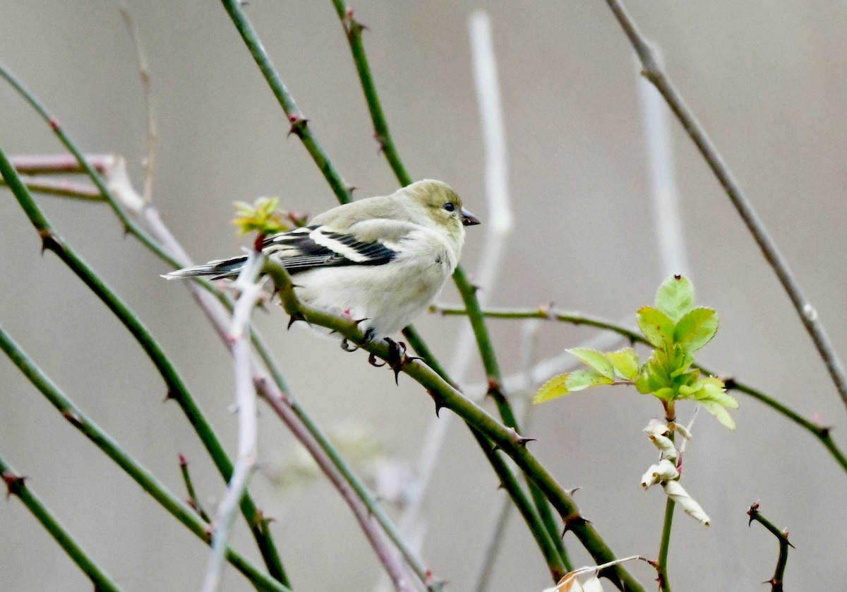 American Goldfinch - ML646808580