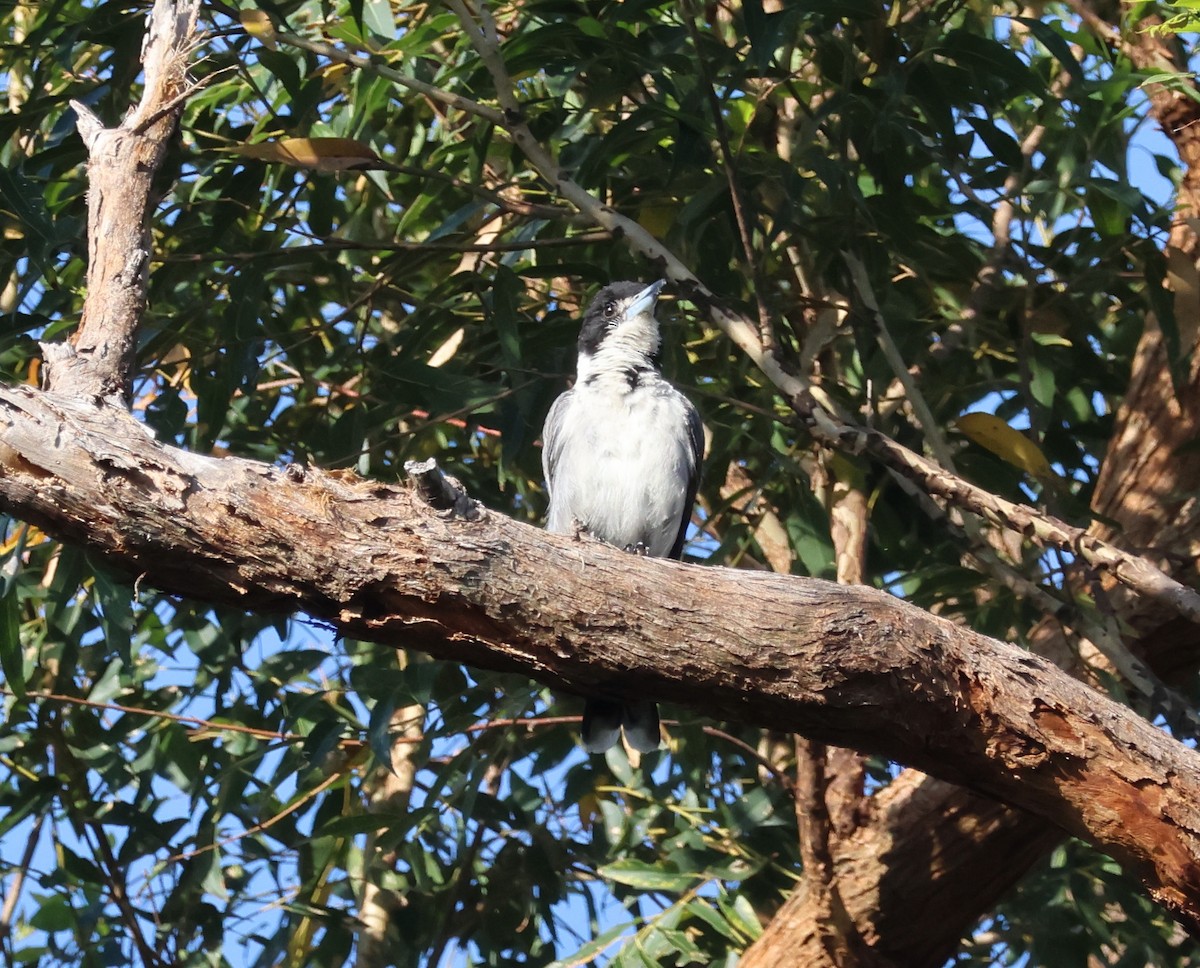 Gray Butcherbird - ML646808583