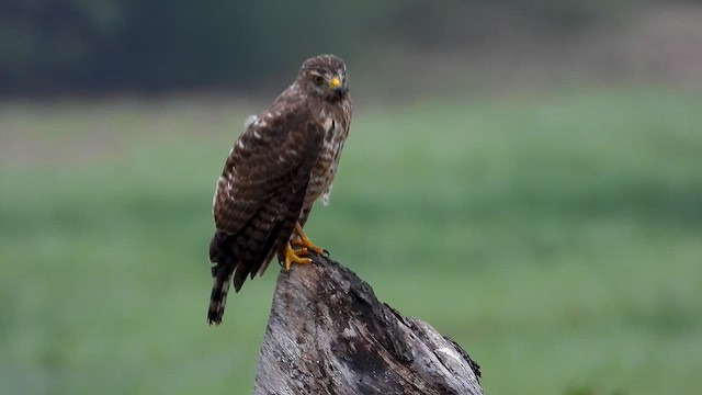 Roadside Hawk - ML646808584
