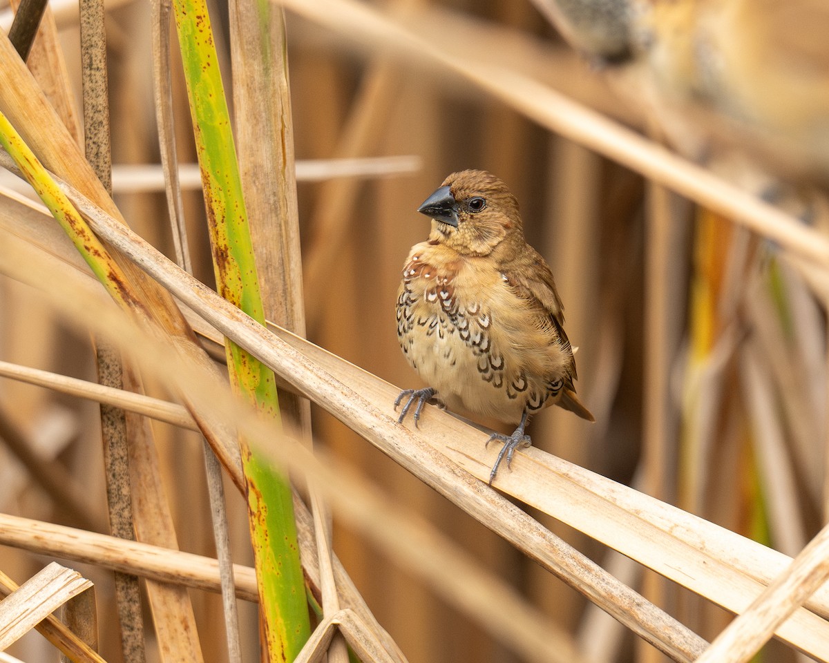 Muskatbronzemännchen - ML646808586