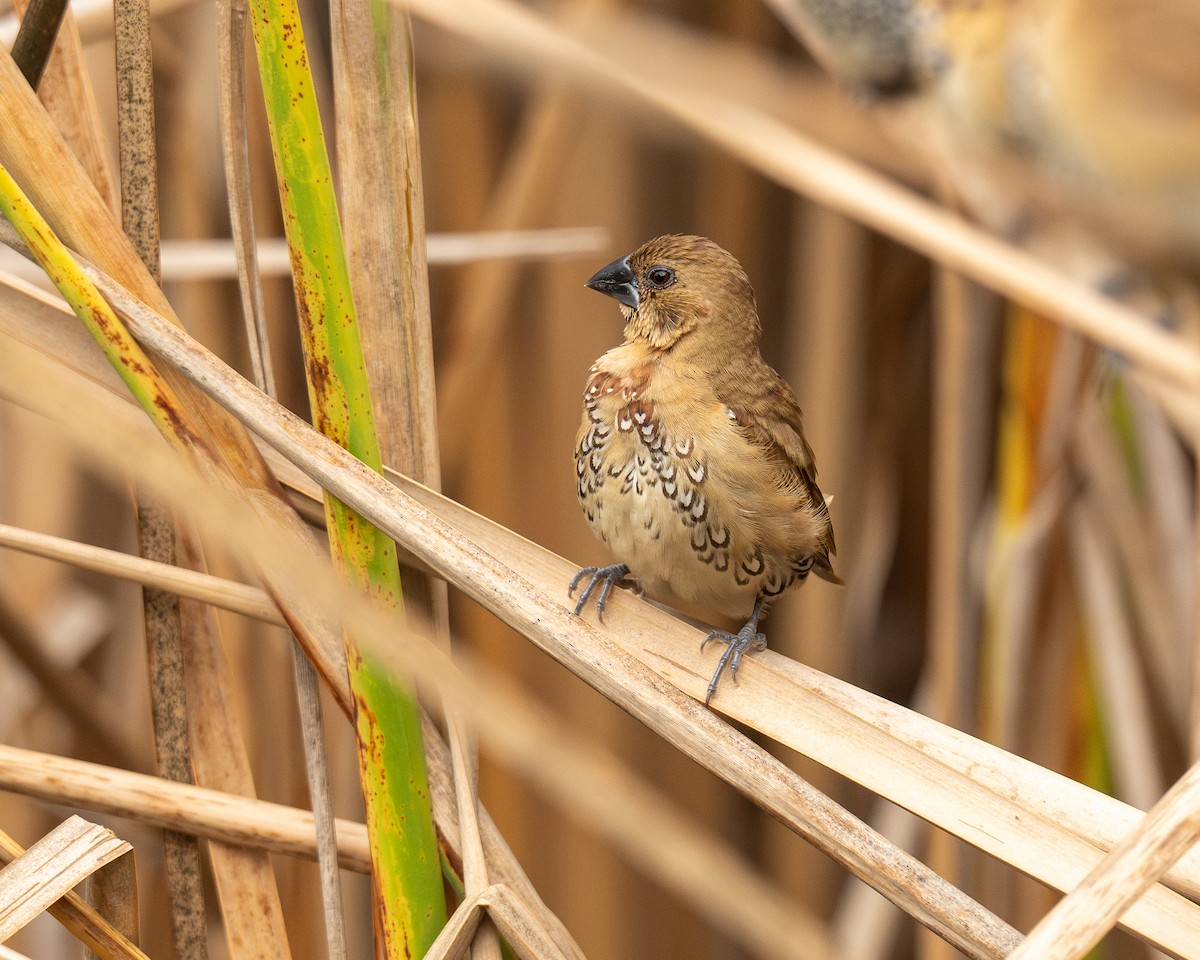 Muskatbronzemännchen - ML646808587