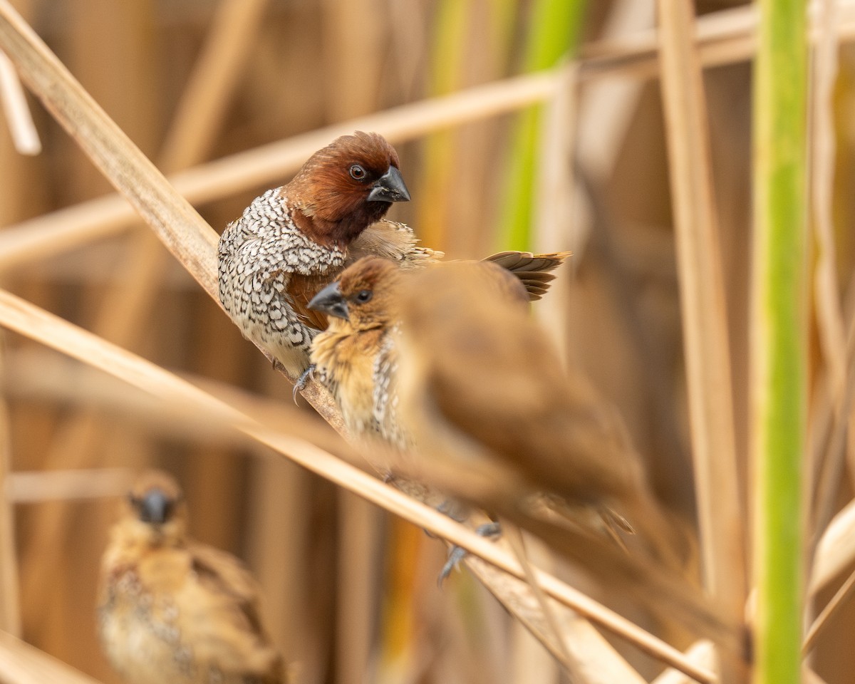 Muskatbronzemännchen - ML646808588