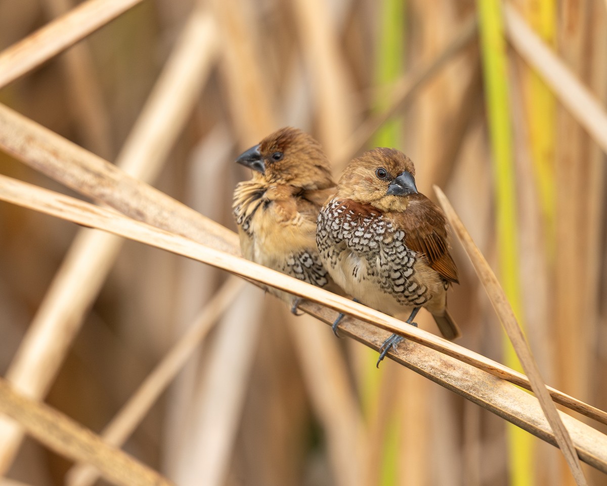 Muskatbronzemännchen - ML646808589