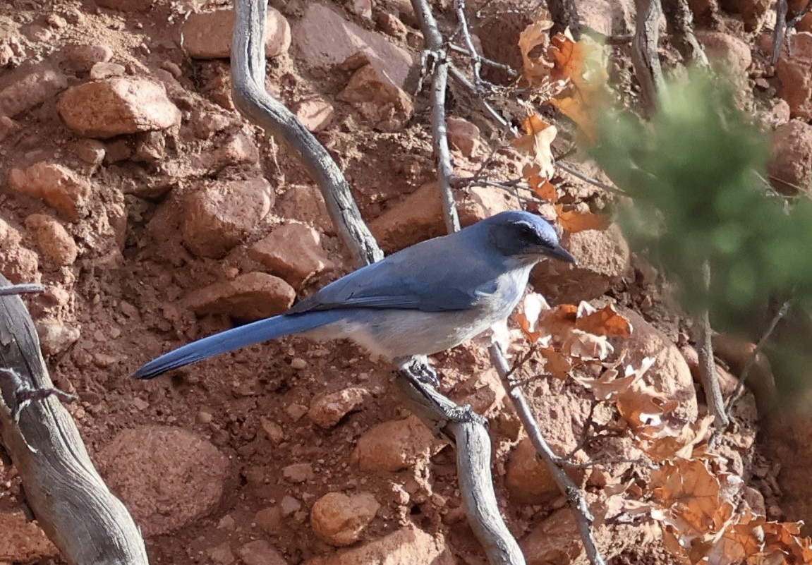Woodhouse's Scrub-Jay - ML646808592