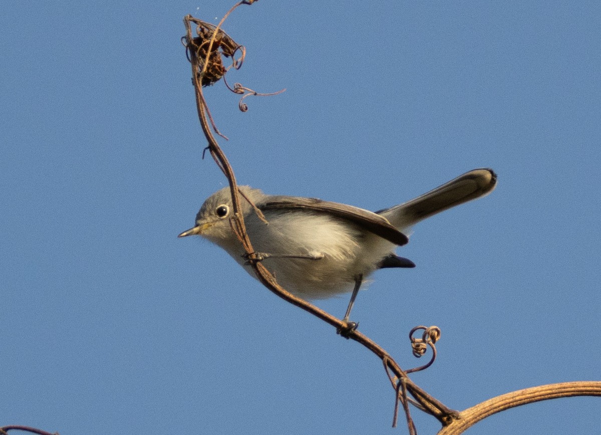 Blue-gray Gnatcatcher - ML646808594