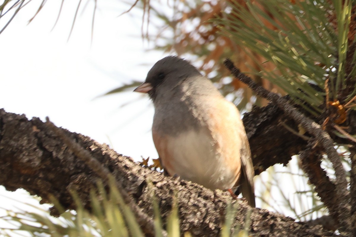 Dark-eyed Junco (Slate-colored) - ML646808595