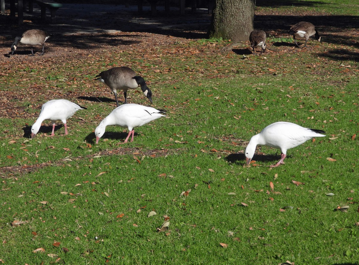 Белый гусь - ML646808597