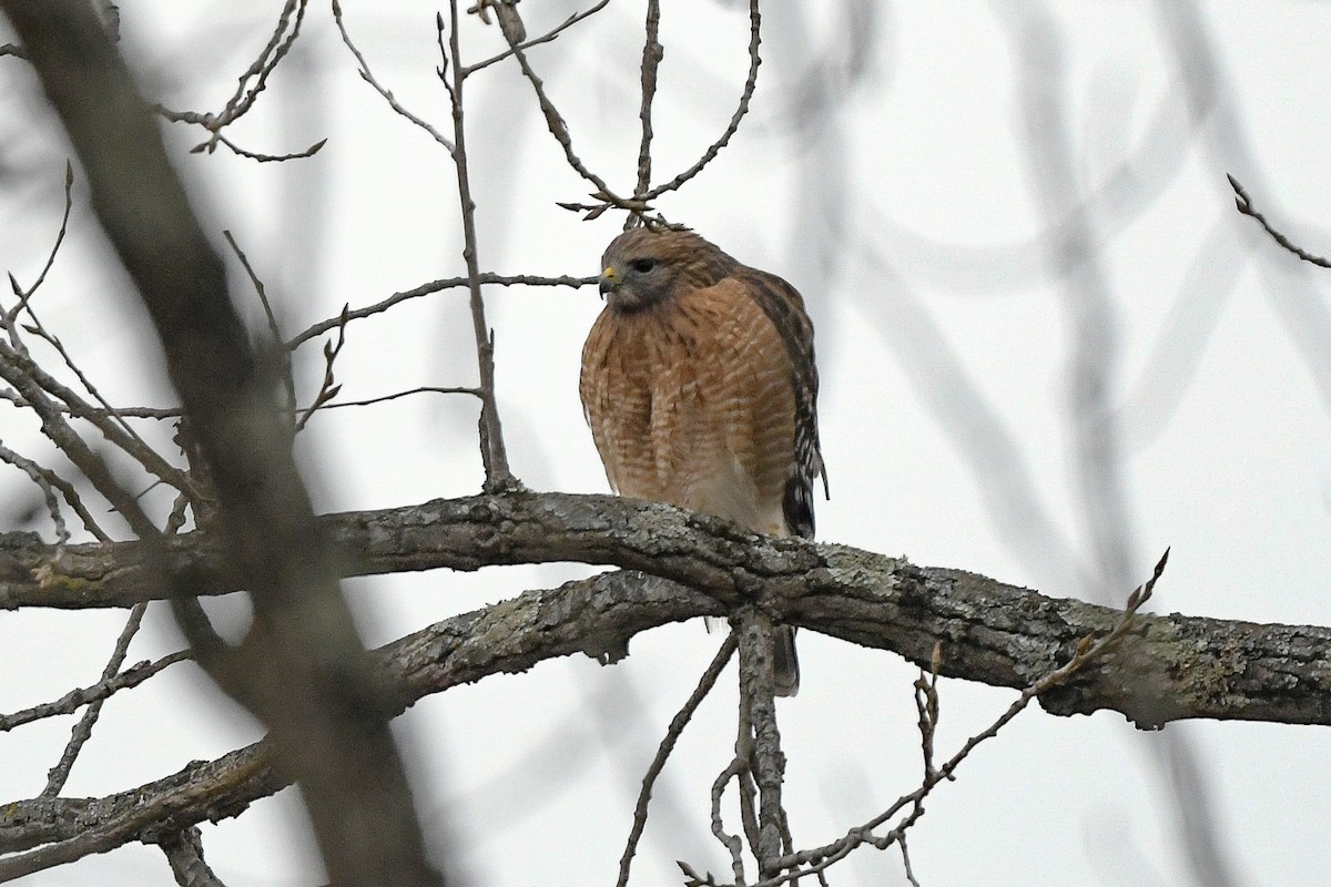 Red-shouldered Hawk - ML646808598