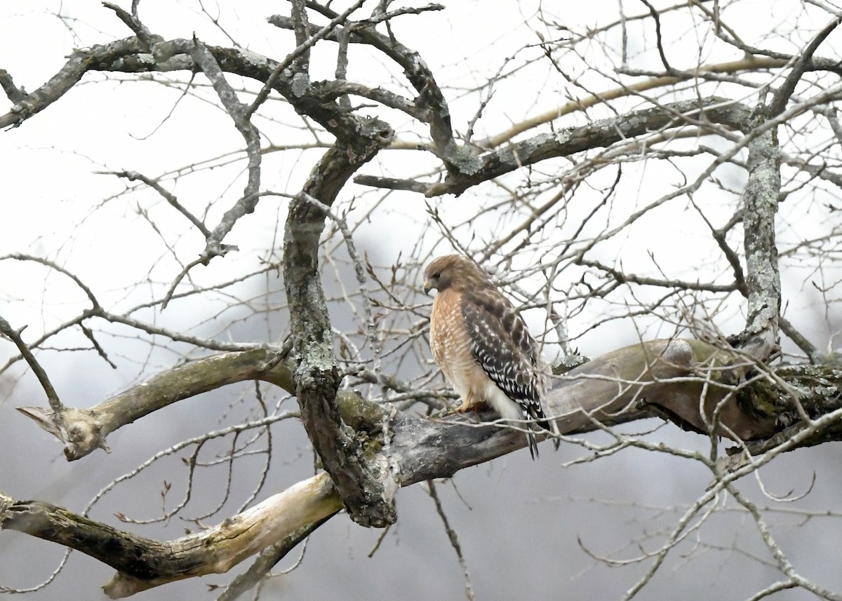 Red-shouldered Hawk - ML646808599