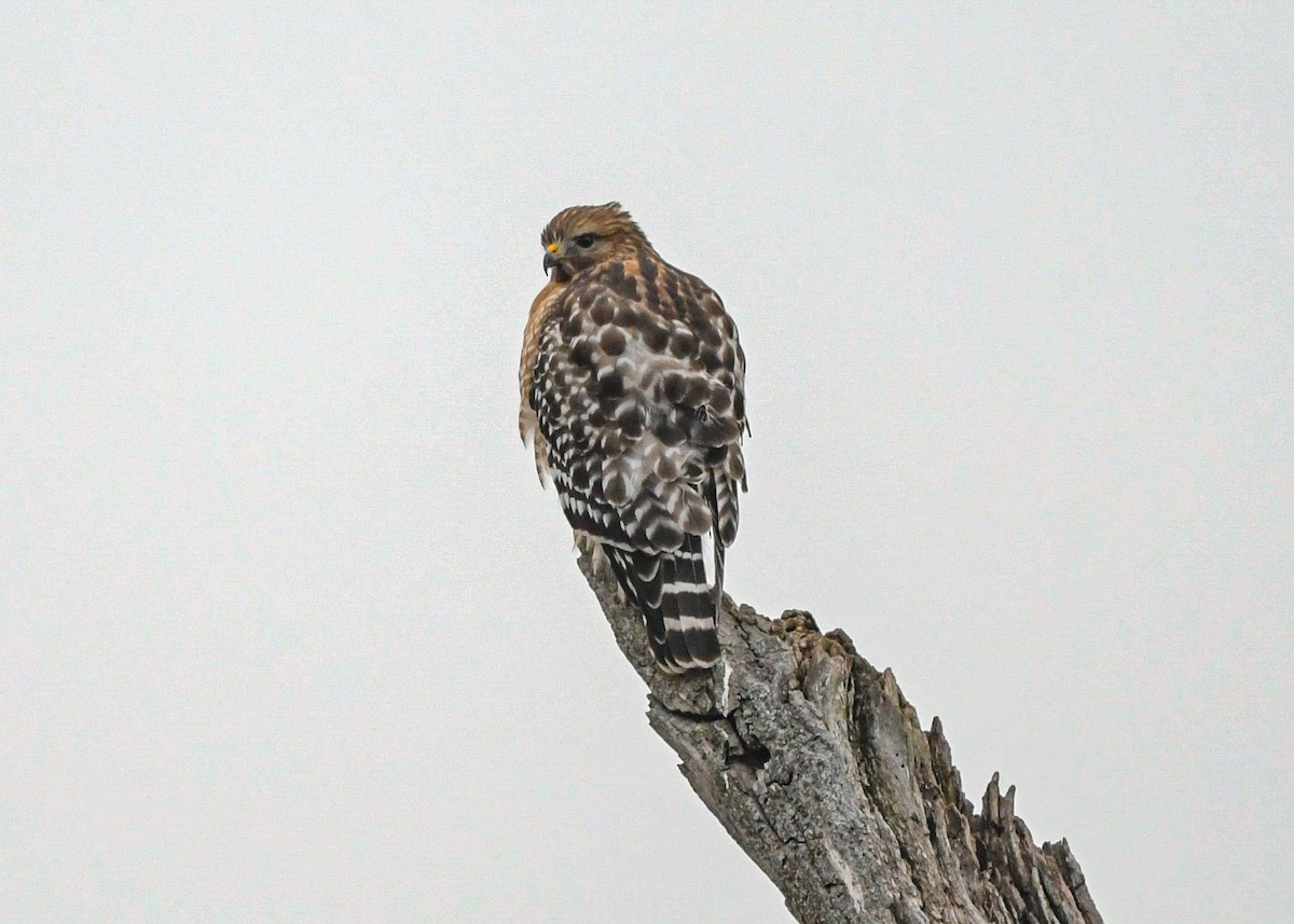 Red-shouldered Hawk - ML646808600
