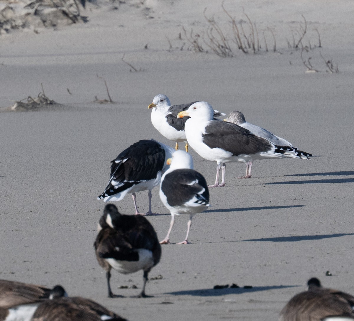 Great Black-backed Gull - ML646808601