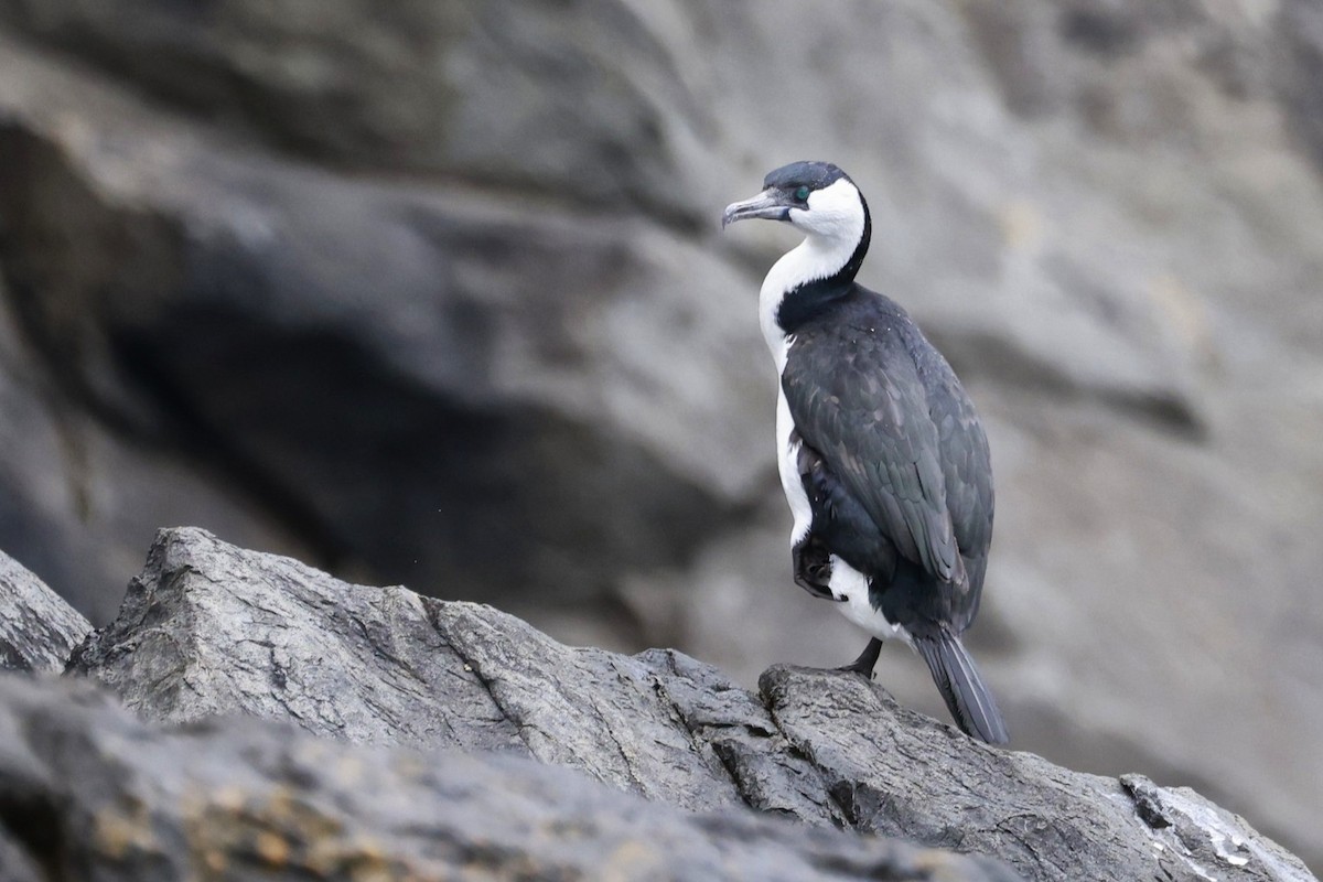 Cormoran de Tasmanie - ML646808609
