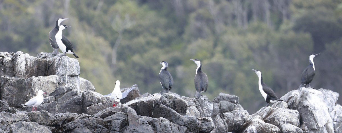 Cormoran de Tasmanie - ML646808610