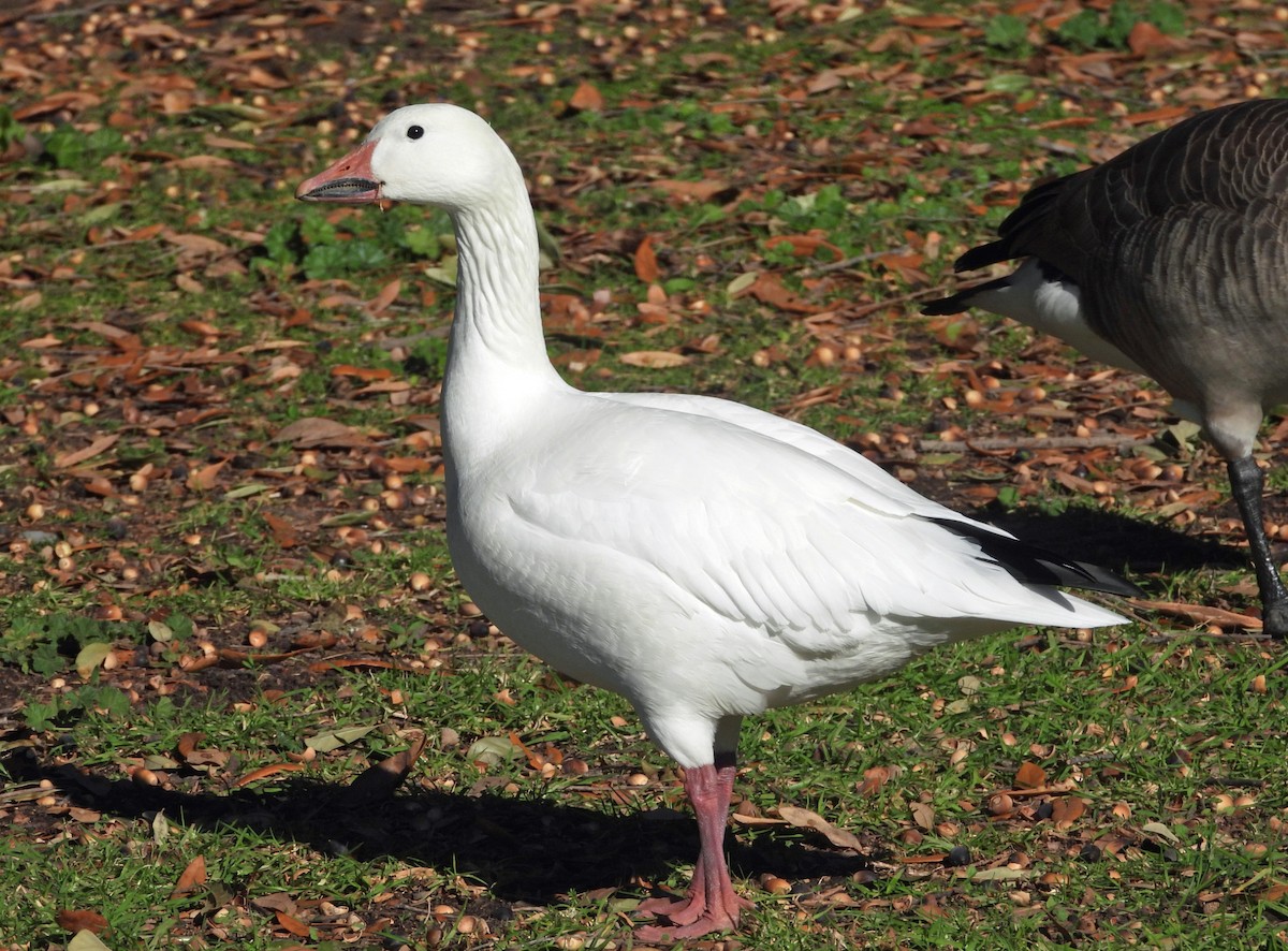 Белый гусь - ML646808614