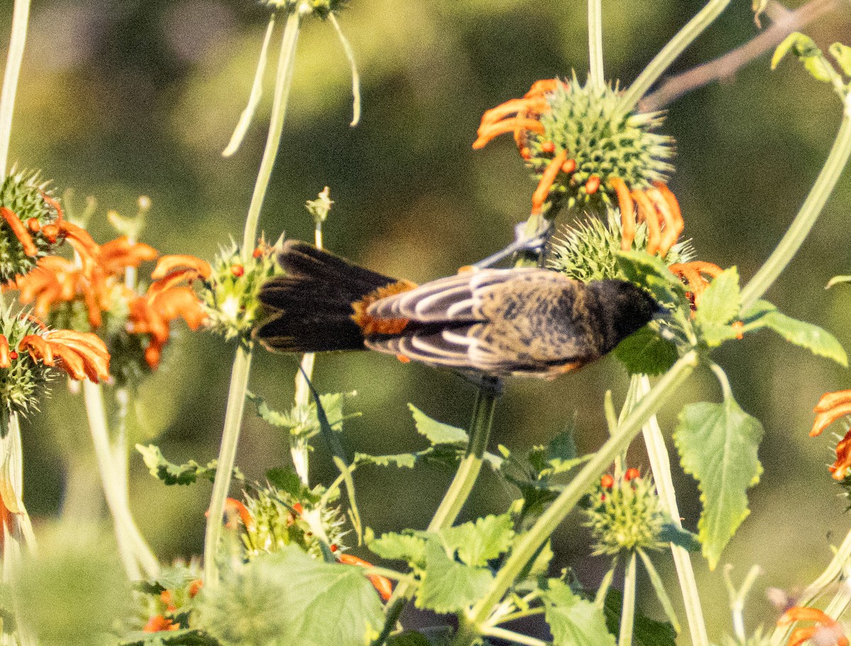 Orchard Oriole - ML646808615