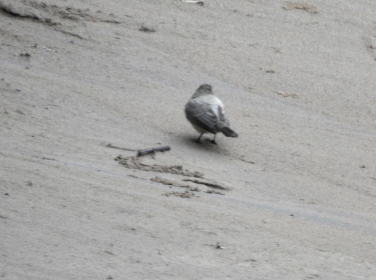 elvetyrann - ML646808616