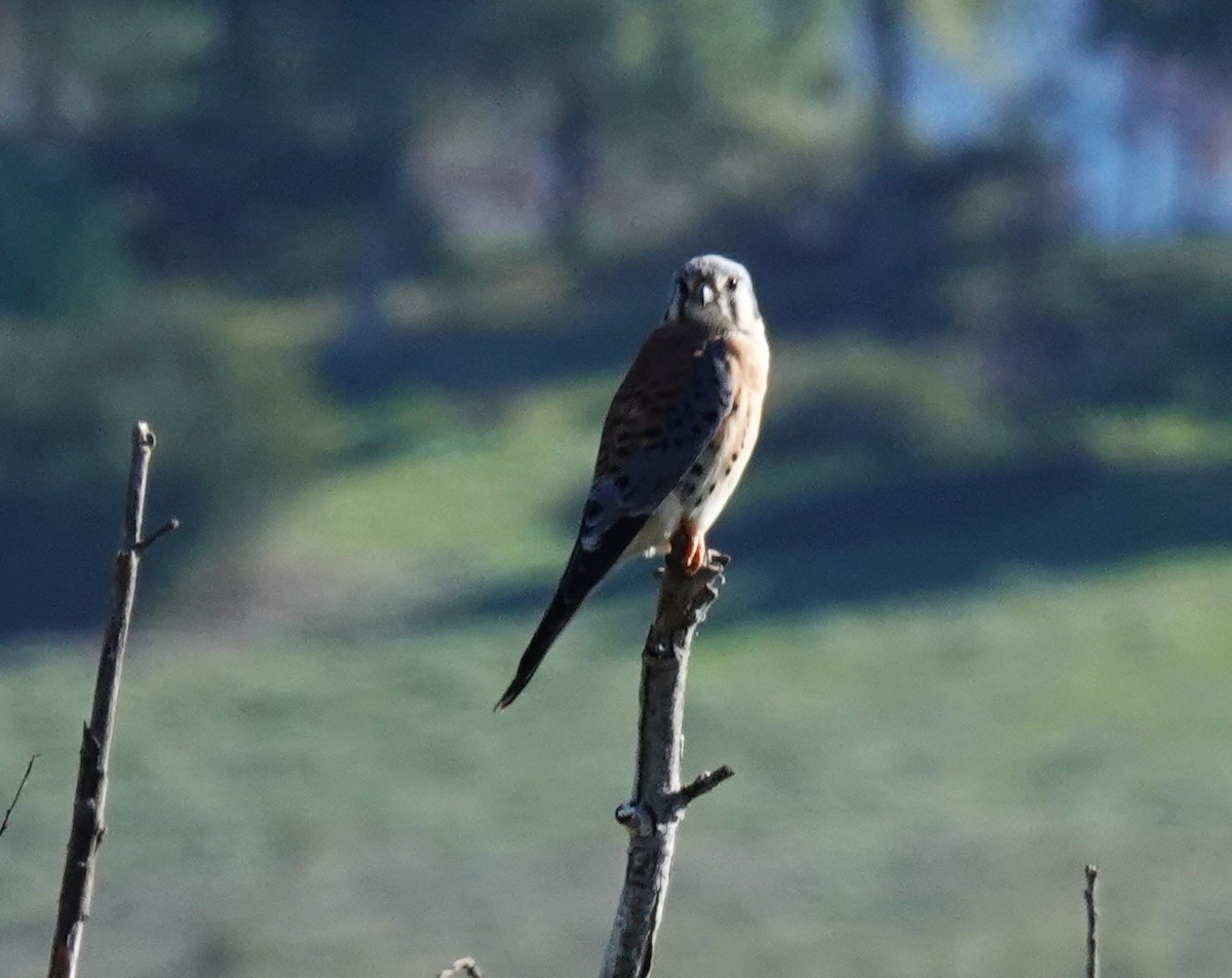 spurvefalk - ML646808617