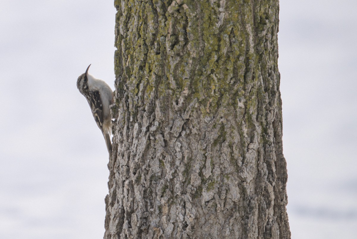 amerikatrekryper - ML646808618