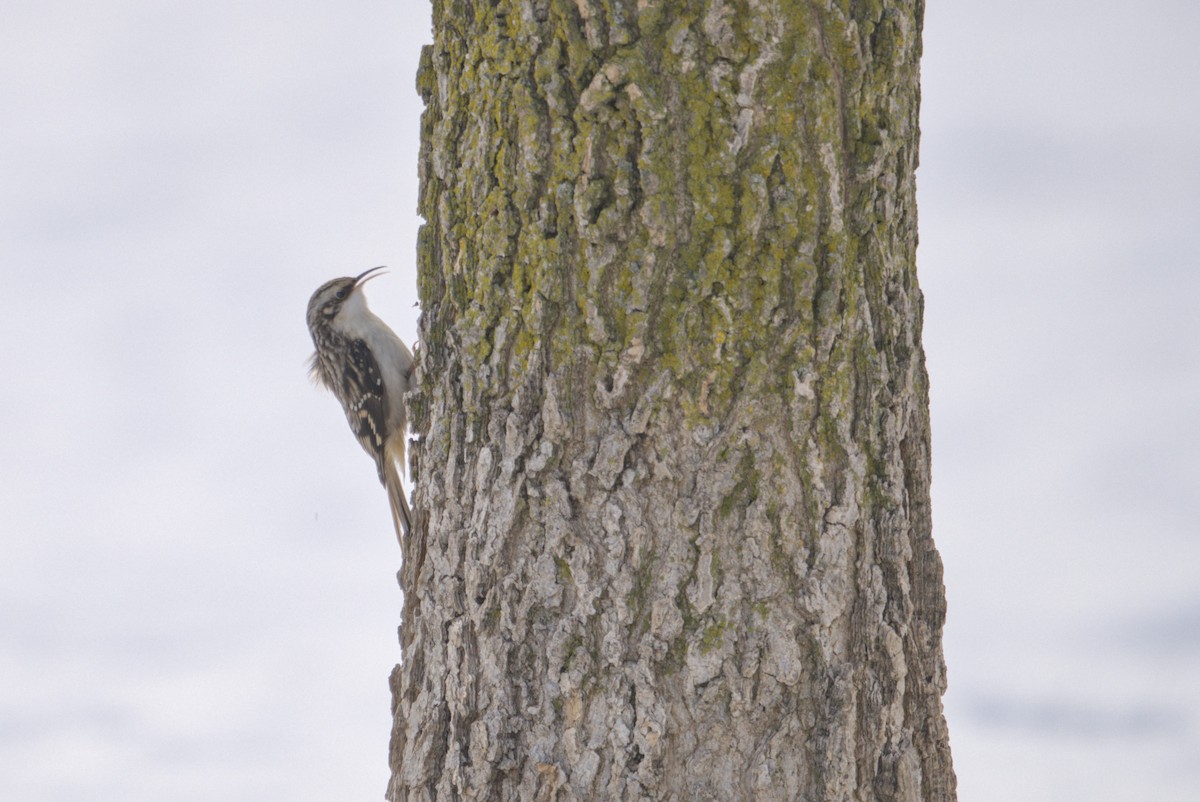 amerikatrekryper - ML646808619