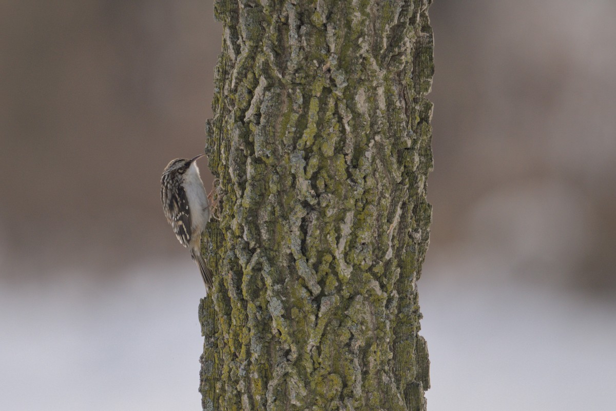 amerikatrekryper - ML646808620