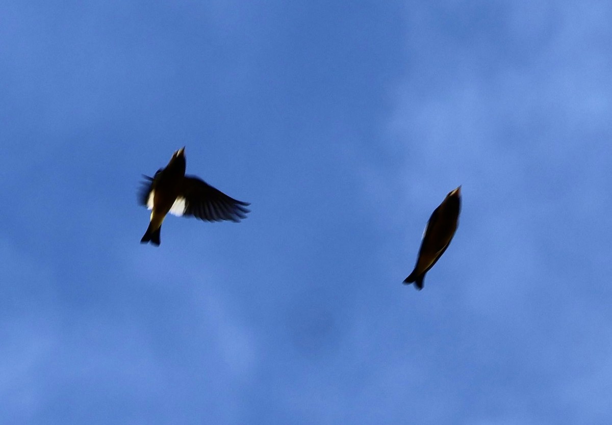 gulbrynkjernebiter - ML646808621