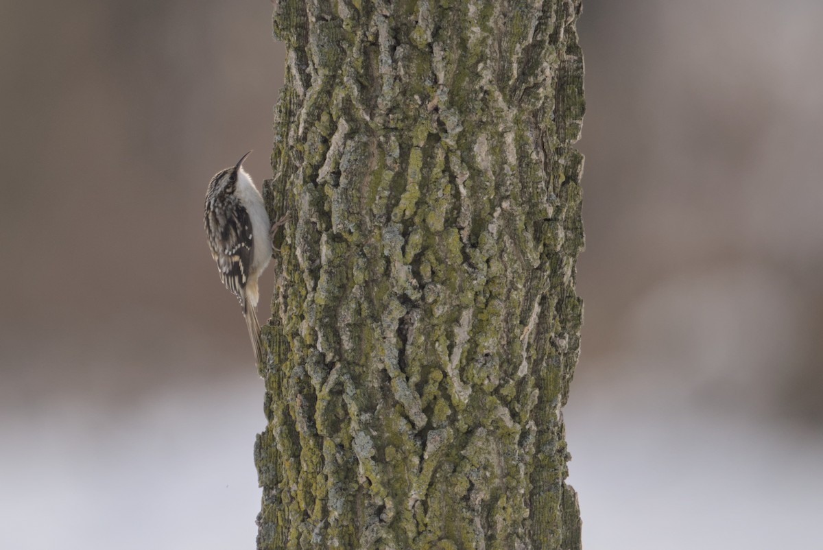 amerikatrekryper - ML646808623