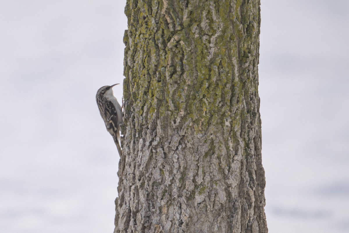 amerikatrekryper - ML646808624