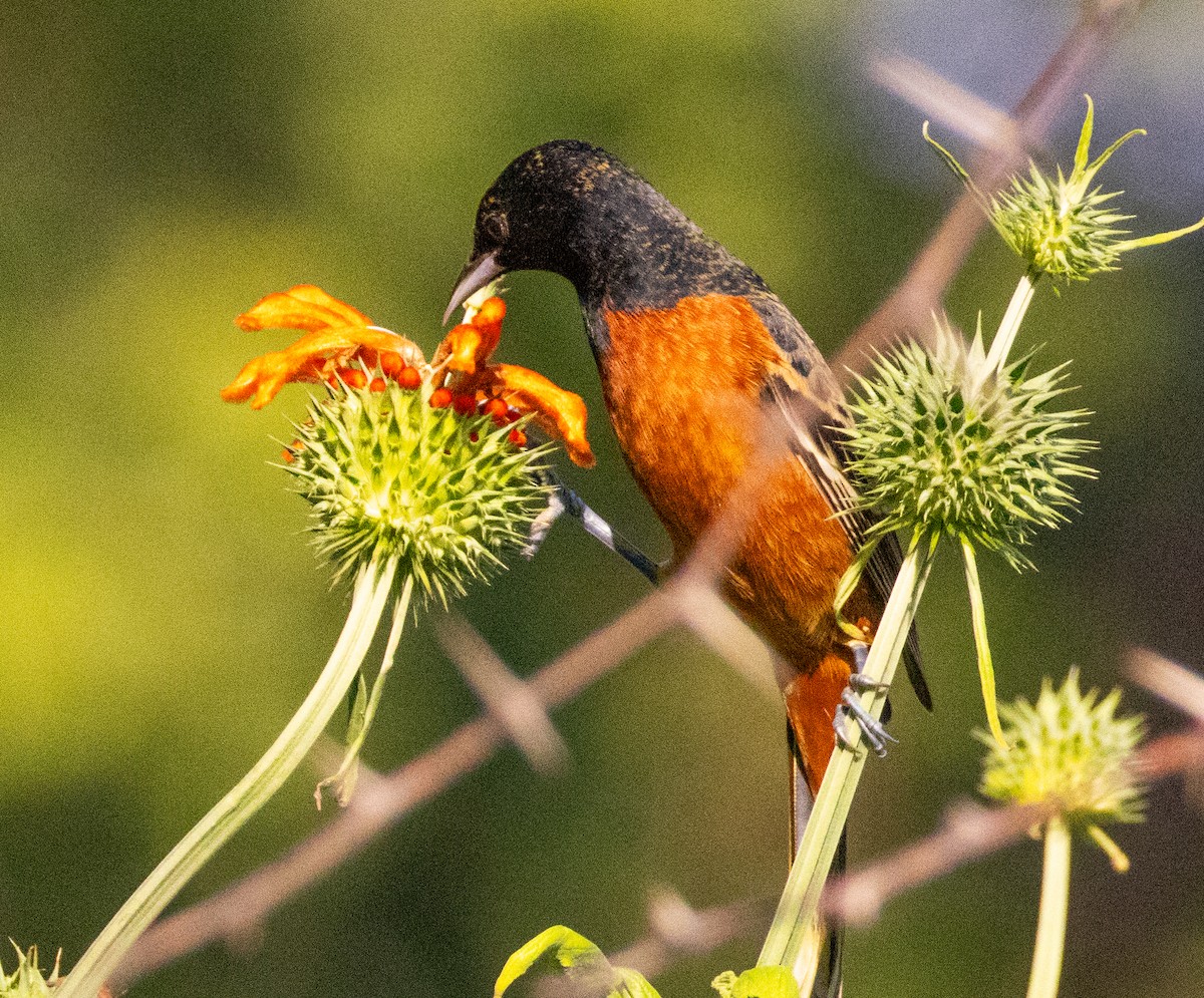 Orchard Oriole - ML646808625