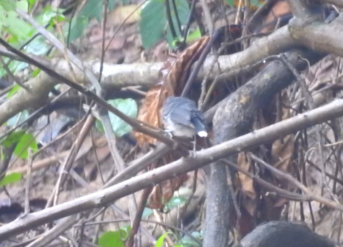 hvittippmaurfugl - ML646808626