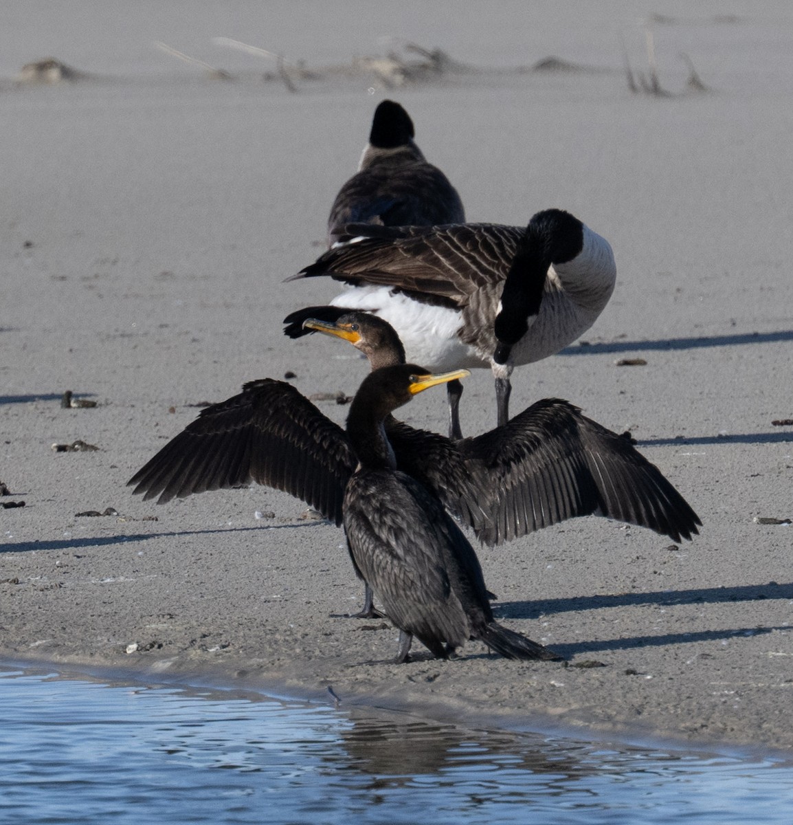 Double-crested Cormorant - ML646808627