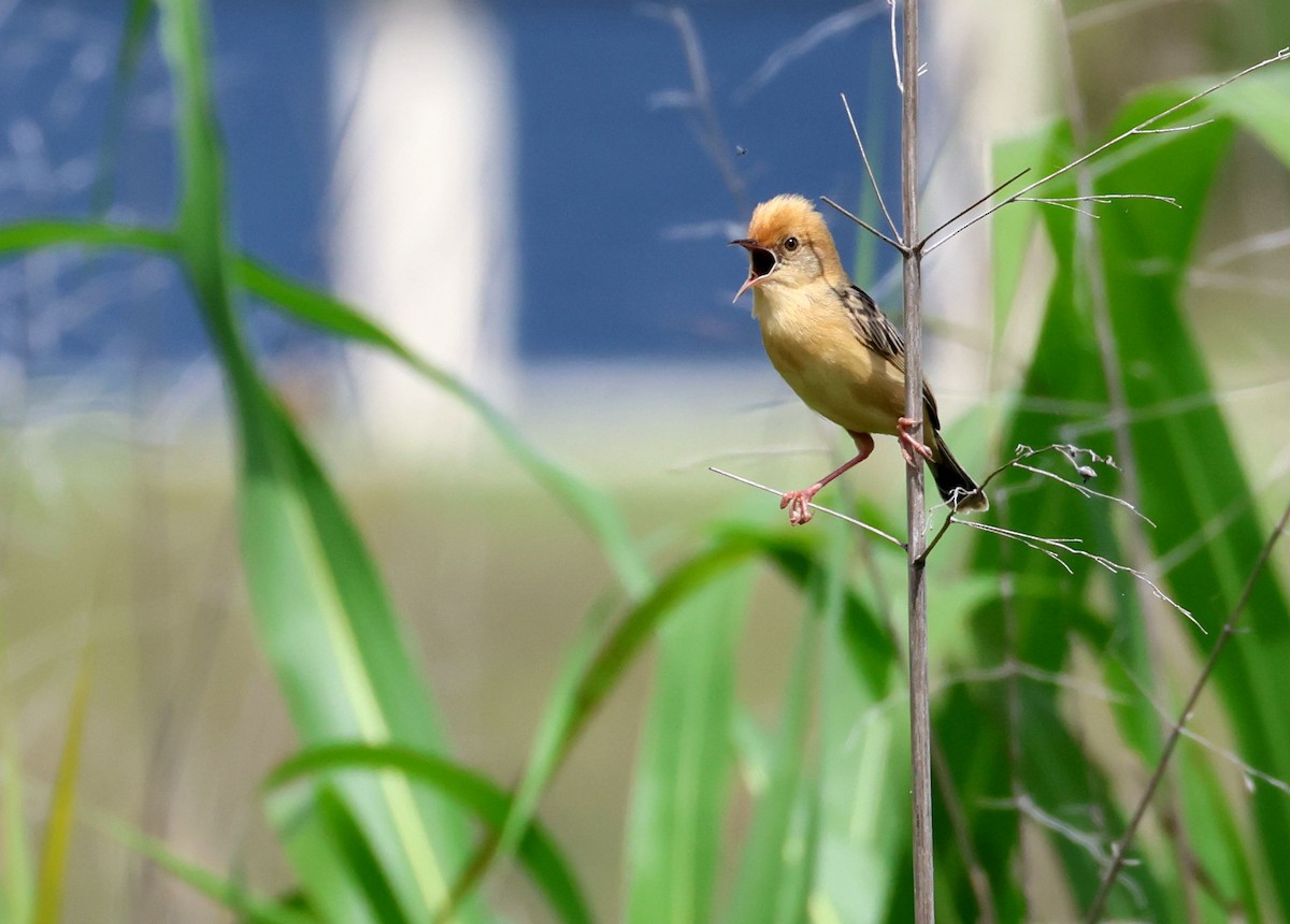 Golden-headed Cisticola - ML646808631