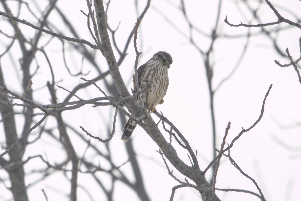 dvergfalk - ML646808632