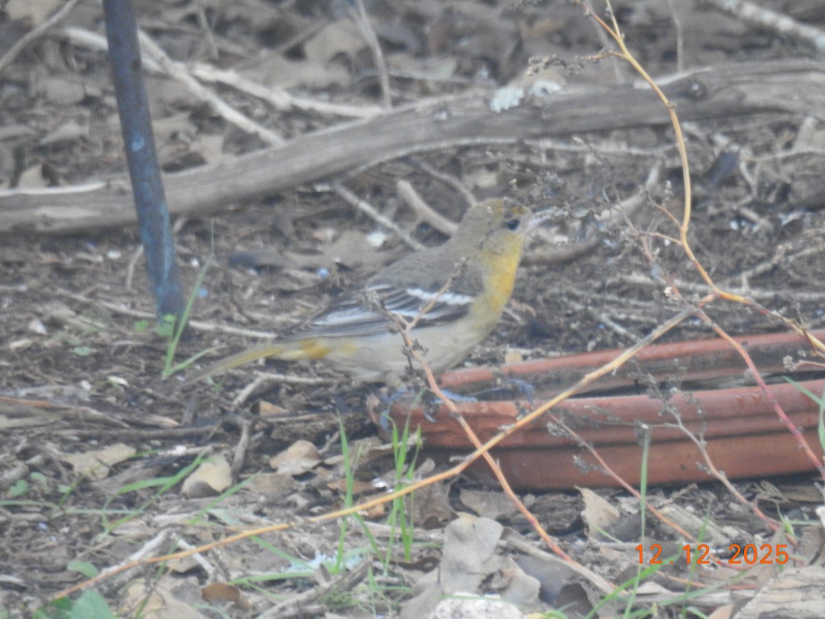 Baltimore Oriole - ML646808637